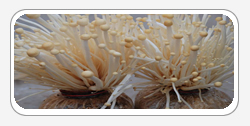 Flammulina