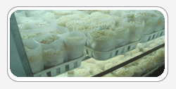 Flammulina